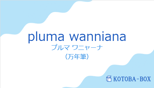 プルマ ワニャーナ（スペイン語:pluma wannianaの発音と意味）