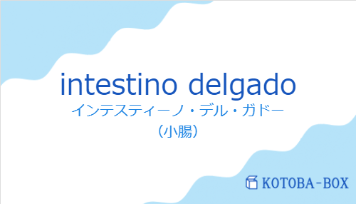 インテスティーノ・デル・ガドー（スペイン語:intestino delgadoの発音と意味）